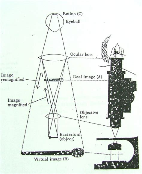 Fungsi Tabung Mikroskop 7