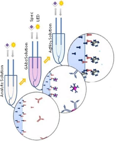 Schematic Representation Of Steps Involved In Sandwich Immunoassay Download Scientific Diagram