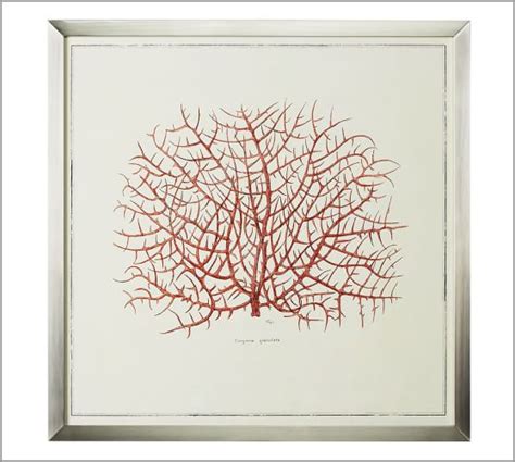 Framed Coral Prints Pottery Barn