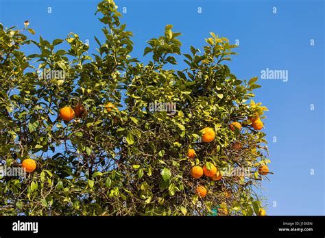 Orange Trees Plantations Stock Photo Alamy