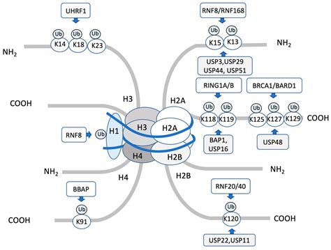 IJMS Free Full Text DNA Damage Response Regulation By Histone