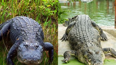 florida alligators  crocodiles