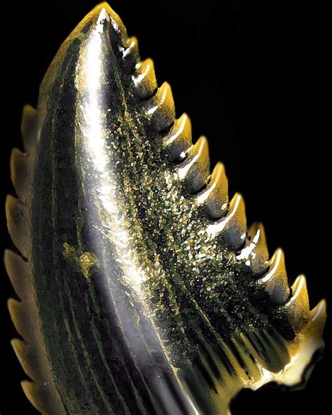 Troodon Tooth Geology Geologypage Fossil Geology Page