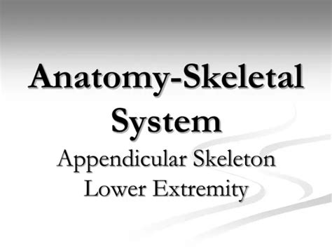 Ppt Anatomy And Physiology Of The Skeletal System Powerpoint