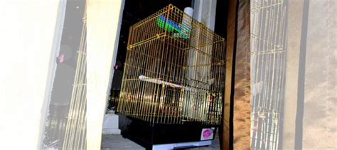 Клетка для Волнистого Попугая купить в Москве | Животные и зоотовары ...