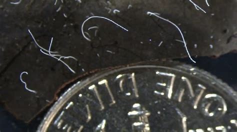 Scientists Discover Giant Bacteria That Can Be Seen With The Naked Eye