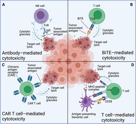 Car T Cell Therapy For Pleural Mesothelioma Rationale Preclinical