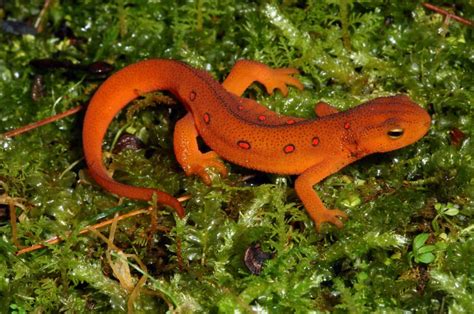 Red Spotted Salamander