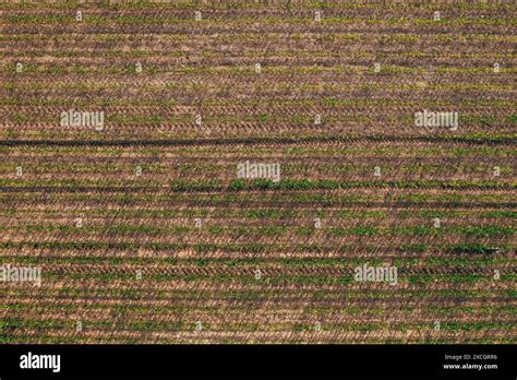 Maize field aerial hi-res stock photography and images - Alamy