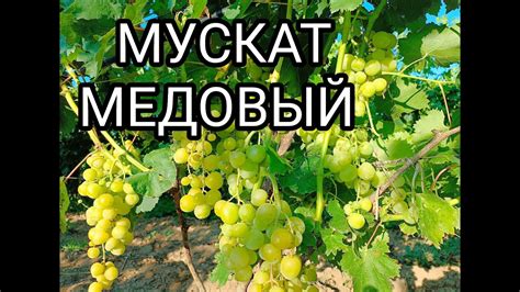 МУСКАТ МЕДОВЫЙ, автор Опрышко Н.В. - YouTube