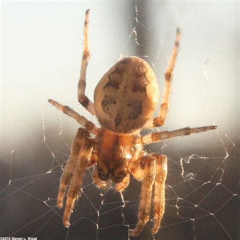 Brown spider | Pics4Learning