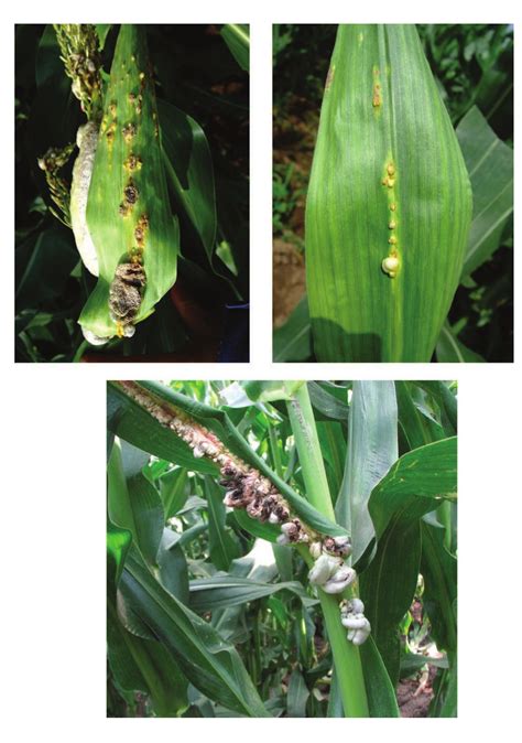 一、玉米真菌病害（maize Diseases Caused By Fungus）植保专题库