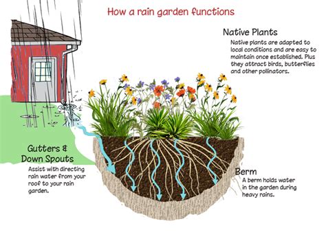 Rain Gardens | Association to Preserve Cape Cod