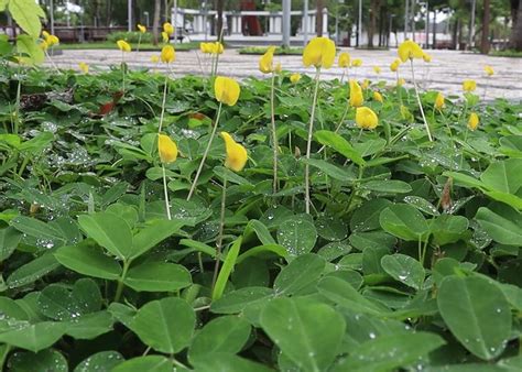 PAISAGISMO tecnologia pecuária criada pela Embrapa embeleza rotatórias