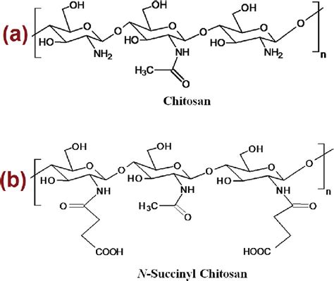 The Polymer Structures Of A Chitosan And B N Succinyl Chitosan