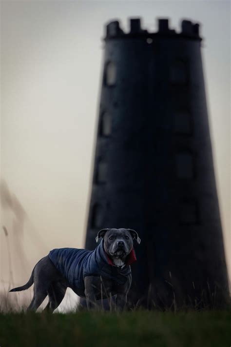 Pitbull Breeds Photos, Download The BEST Free Pitbull Breeds Stock Photos & HD Images