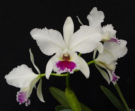 Cattleya Labiata Semi Alba Snow Queen X Self Orchidweb