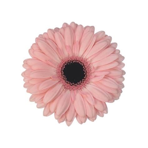 Light Pink Mini Gerberas Florabundance Wholesale Flowers