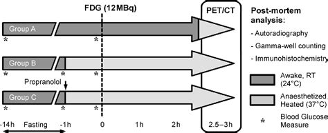 Figure 1 From Periaortic Brown Adipose Tissue As A Major Determinant Of