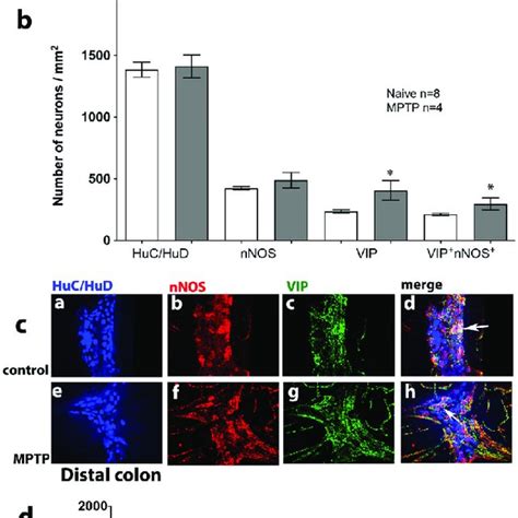 Effect Of Mptp Treatment On Chat Huc Hud Ir Neurons In The Proximal