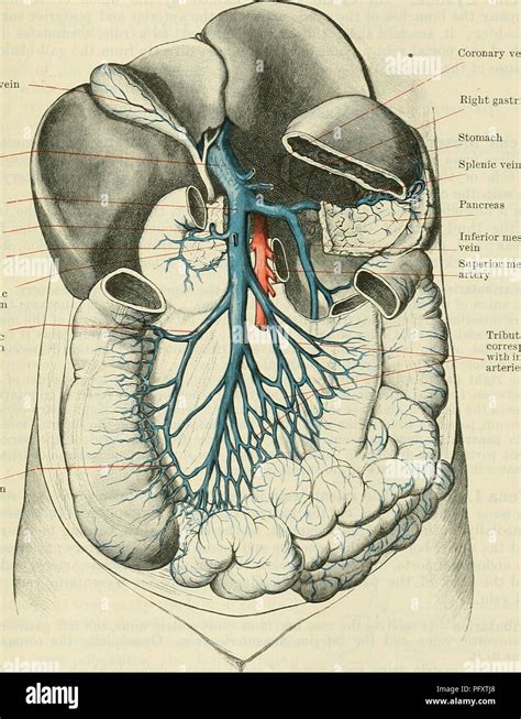 Ligamentum teres hi-res stock photography and images - Alamy