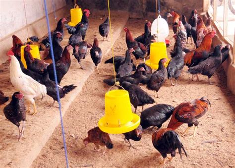 13 Cara Budidaya Ayam Petelur Kampung