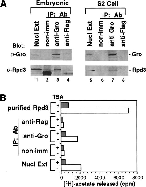 A Functional Interaction Between The Histone Deacetylase Rpd3 And The