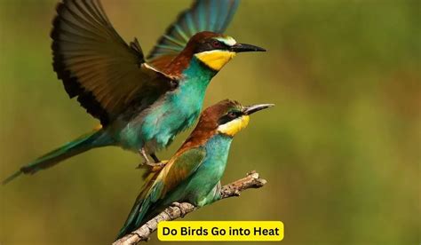 Do Birds Go Into Heat Discover Birds Mating Mysteries Spark Lark