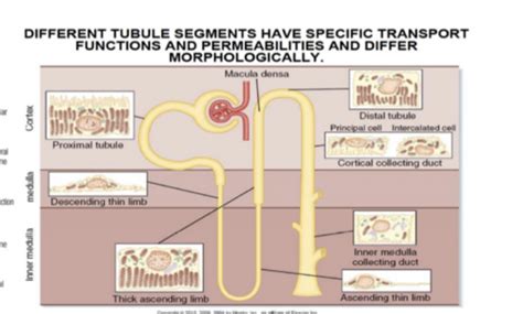 Renal Tubular Functions Flashcards Quizlet