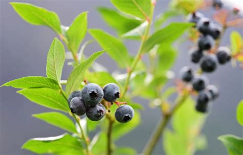 Blueberry Farming Tips For Successful Cultivation Gardenings Core