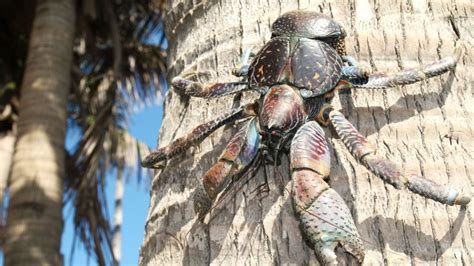 Island Giants Things You Never Knew About Coconut Crabs