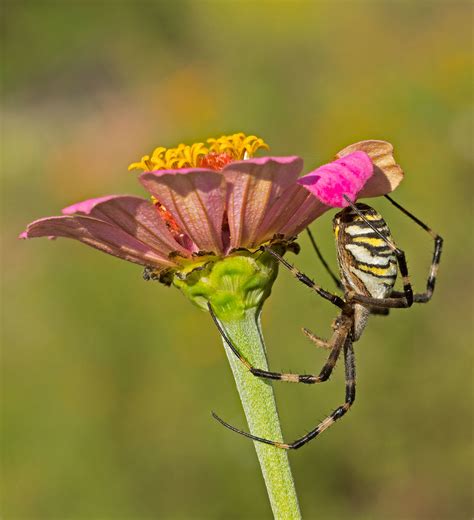 Argiope On Zinnia Mike Friel Flickr