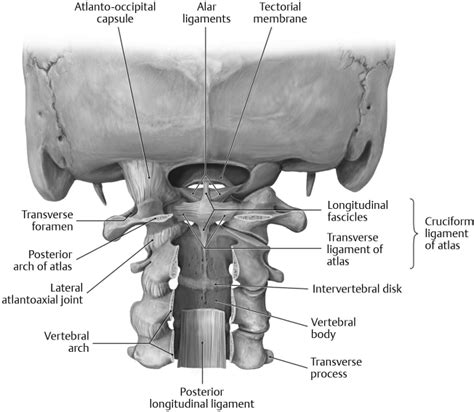 3 Atlanto Occipital Anatomy Neupsy Key