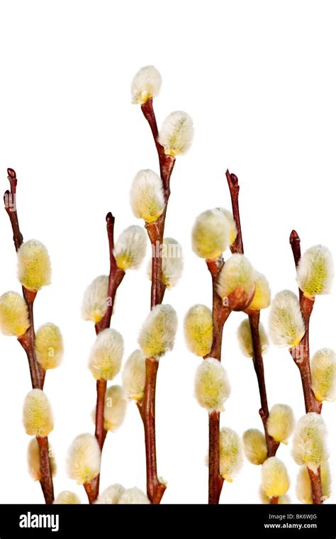 Spring Easter Pussy Willow Branches Isolated On White Background Stock Photo Alamy