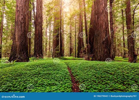 Redwood Forest At Sunrise Northern California Usa Stock Photo Image