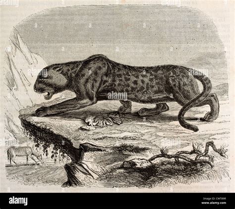 Black panther illustration hi-res stock photography and images - Alamy