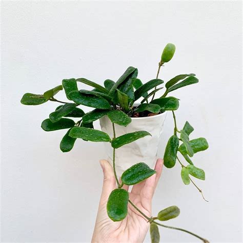 Elevate Your Space With The Lush Hoya Rotundiflora Buy Now