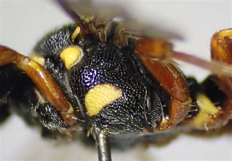 Nomada Rufipes Female Pleuron Castle Hill Sussex Flickr