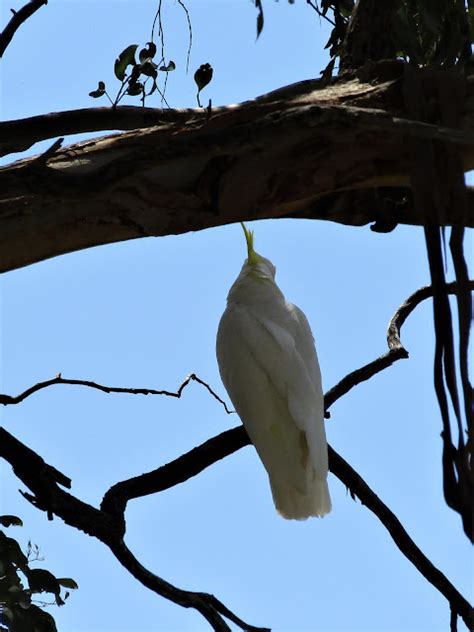 Birdlifesaving 81 Naked Birdwatching