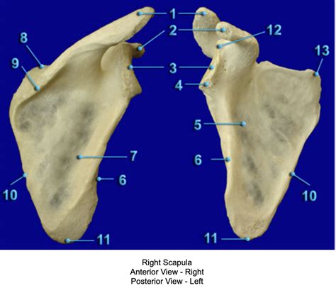 Scapula Scapular Spine