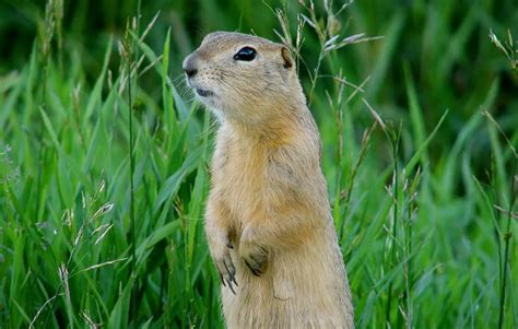 Степной Суслик | Описание | Среда обитания