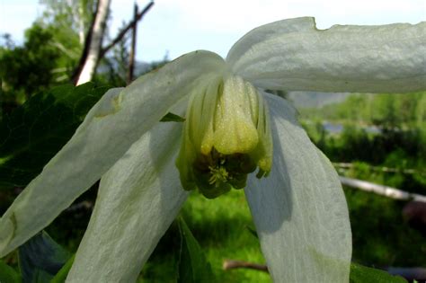 Княжик Альба плена (70 фото) - фото - картинки и рисунки: скачать бесплатно