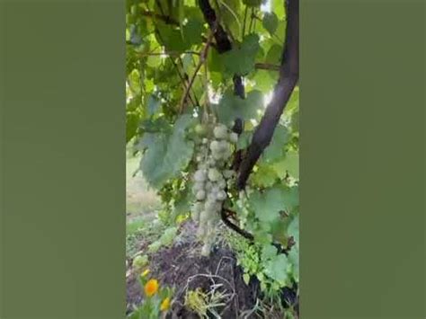 Развивашки для взрослых.Виноград для всех. - YouTube