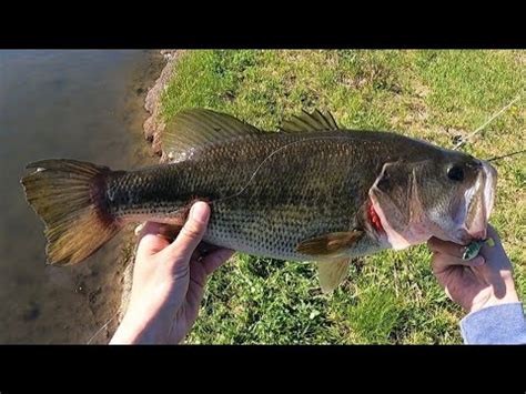 Pre Spawn Bass Fishing Catching Giants Youtube