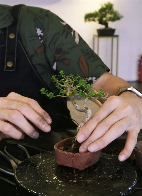 Bonsai Workshop – bonsai-inc