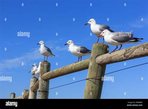 Hartlaubs Gull Chroicocephalus Hartlaubii Also Known As The King