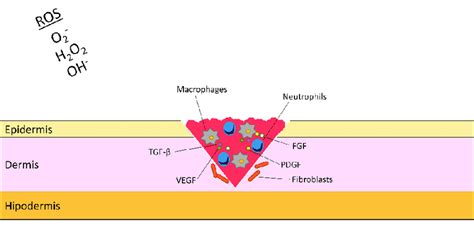 Inflammatory phase of wound healing process | Download Scientific Diagram