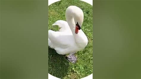 Московская важная лебединая особа 🦢 - YouTube