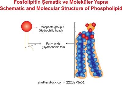 Schematic Molecular Structure Phospholipid Stock Vector (Royalty Free ...