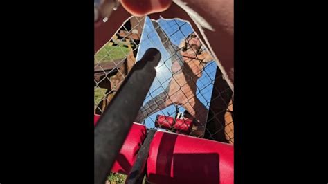 Krissy Biker Bound To A Fence Bondage Machine Fuck Pornhub